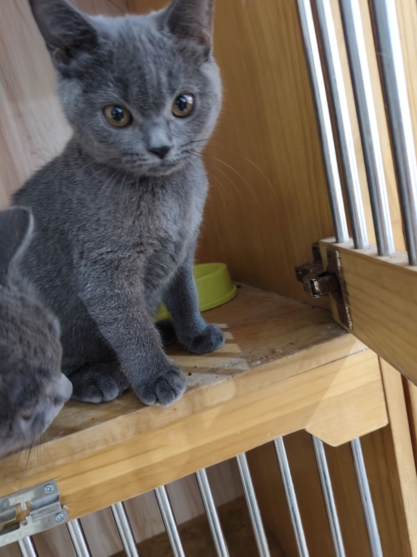 小蓝猫出售，价格便宜